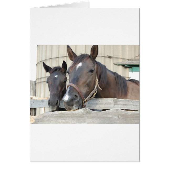 Två Horses Chewin a Fence Hälsningskort (Framsidan)