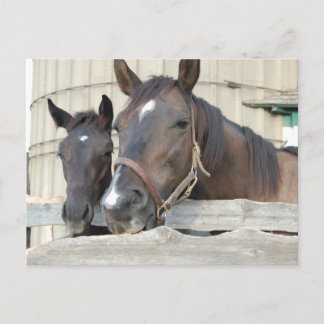 Två Horses Chewin a Fence Vykort