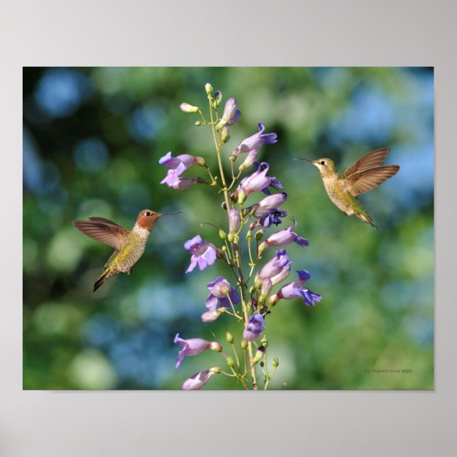 Två hummerfåglar under flygning med blommor poster (Framsidan)
