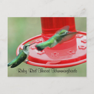 TVÅ HUMMERS, Ruby Red Throat Hummingbird Vykort