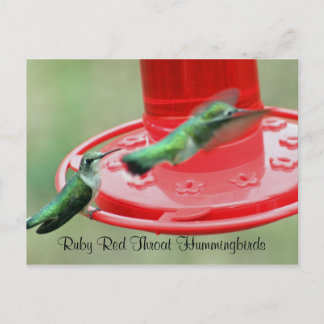 TVÅ HUMMERS, Ruby Red Throat Hummingbird Vykort