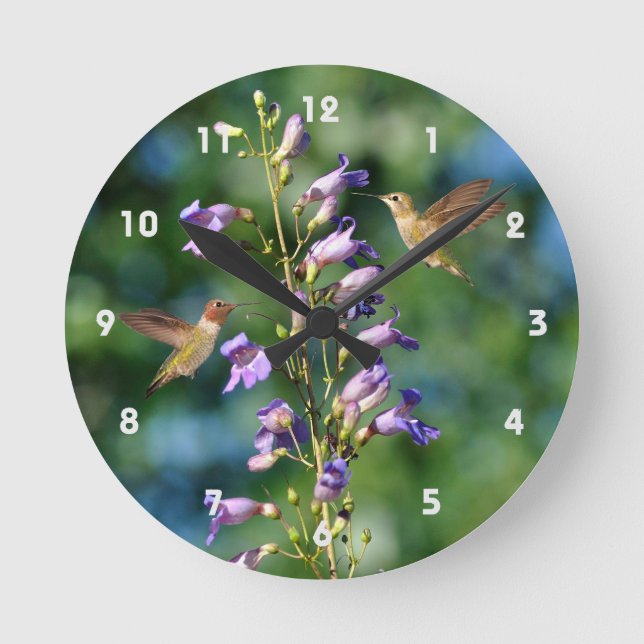 Två Hummifåglar under flygning med vägglås av blom Rund Klocka (Framsida)