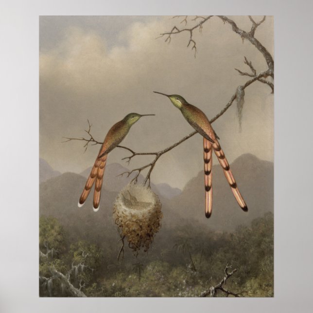 Två Hummingbird med Young Poster (Framsidan)