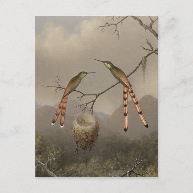 Två Hummingbird med Young Vykort (Framsida)