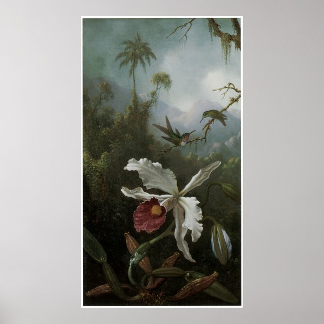 Två Hummingbird ovanför en vit Orchid, 1870-talet Poster (Framsidan)