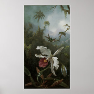 Två Hummingbirds ovanför en vitOrchid, 1870s Poster