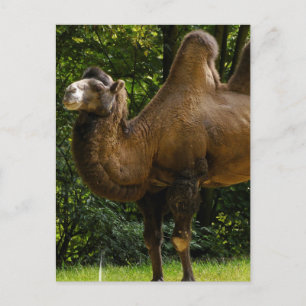 Två Humped Camel-vykort Vykort