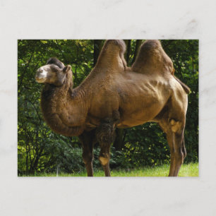 Två Humped Camel-vykort Vykort