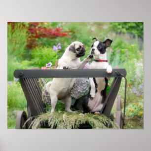 Två hundar per pug-valp och Boston Terrier i en va Poster