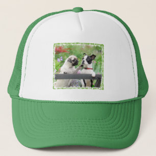 Två hundar per pug-valp och Boston Terrier tillsam Keps
