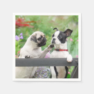 Två hundar per pug-valp och Boston Terrier tillsam Pappersservett