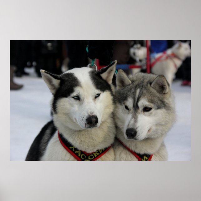 Två Husky Photography Sled Hund Poster (Framsidan)