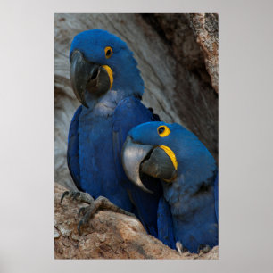 Två Hyacint Macaws, Brasilien Poster