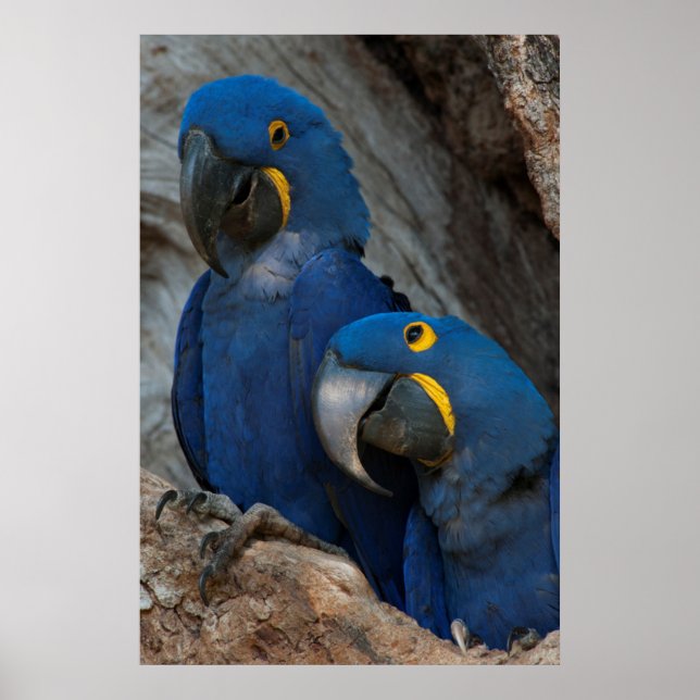 Två Hyacint Macaws, Brasilien Poster (Framsidan)