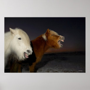 Två isländska hästar poster