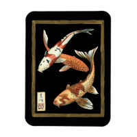 Två japanska koi Goldfish på svart bakgrund