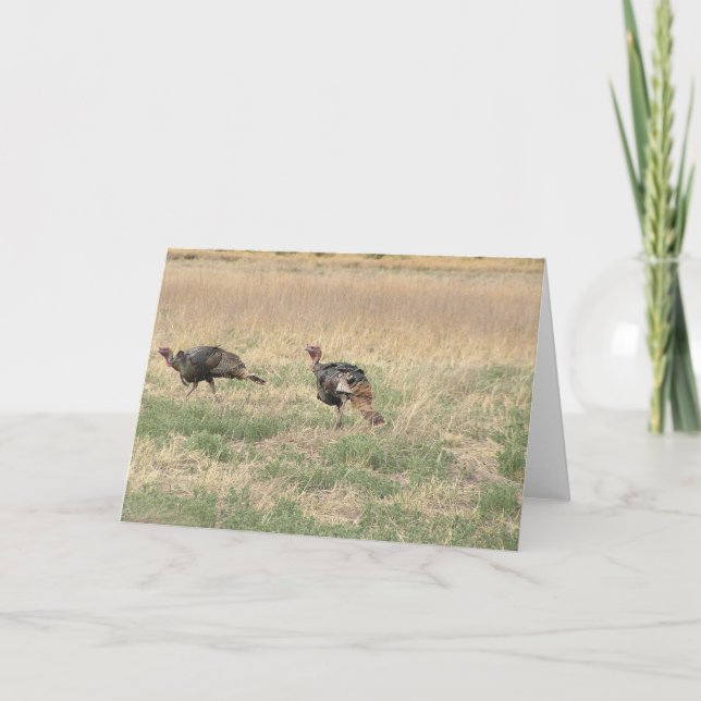 Två kalkontuppar helgkort (Framsida)