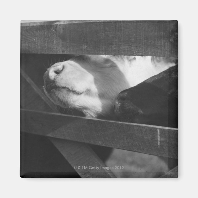 Två kalvar som pockar igenom näsan genom mellanrum magnet (Framsidan)