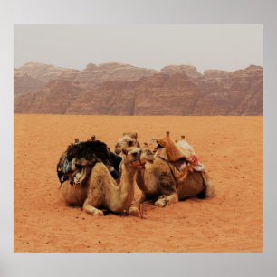 TVÅ KAML SITTA PÅ BROWN SAND NÄRA MOUTAINER POSTER