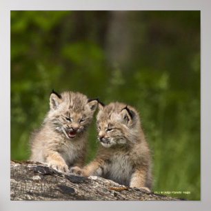 Två Kanada lodjurkattungar som leker på en logga Poster