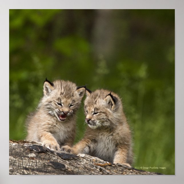 Två Kanada Lynx Kittens spelar på en logg Poster (Framsidan)