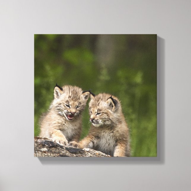Två Kanada Lynx (Lynx Canadensis) Kittens Canvastryck (Framsida)