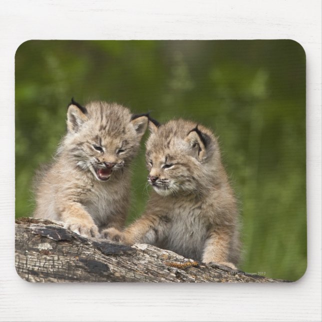 Två Kanada Lynx (Lynx Canadensis) Kittens Musmatta (Framsidan)