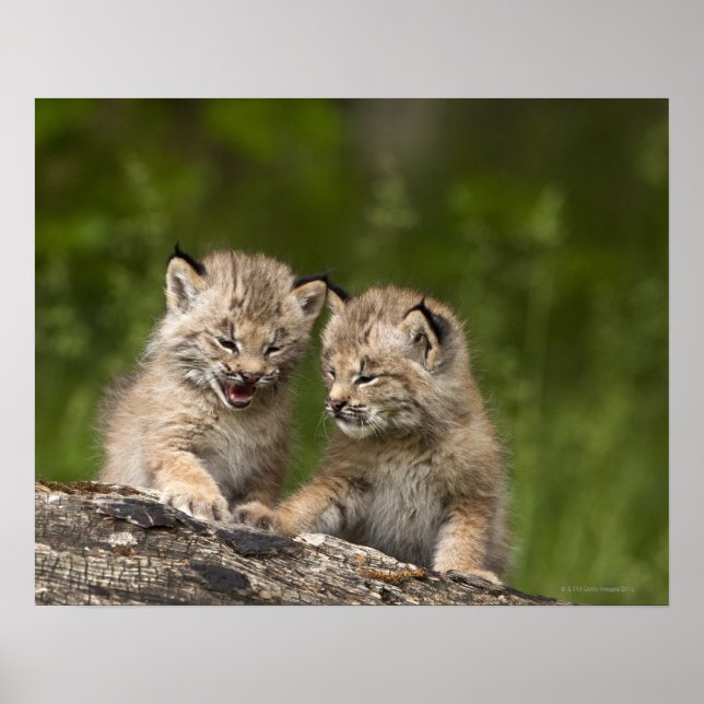 Två Kanada Lynx (Lynx Canadensis) Kittens Poster (Framsidan)