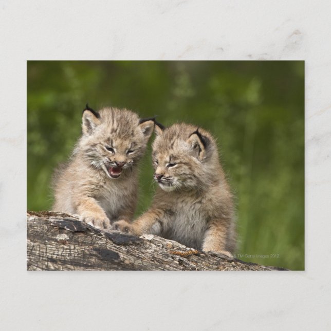 Två Kanada Lynx (Lynx Canadensis) Kittens Vykort (Framsida)