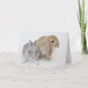 Två kaniner   Nederland Dwarf & Holland Lop Kort