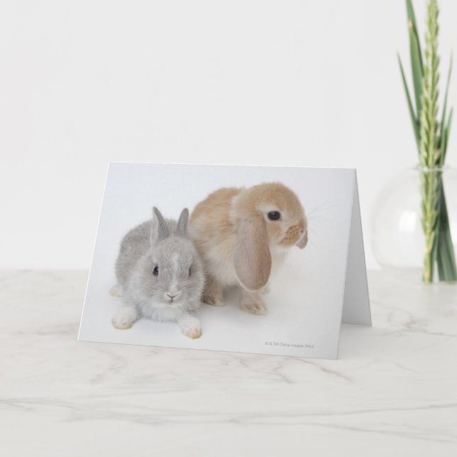 Två kaniner | Nederland Dwarf & Holland Lop Kort (Framsida)