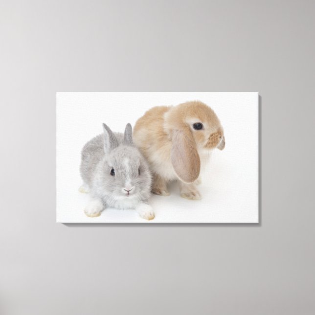 Två kaniner.Nederland Dwarf och Holland Lop. Canvastryck (Framsida)