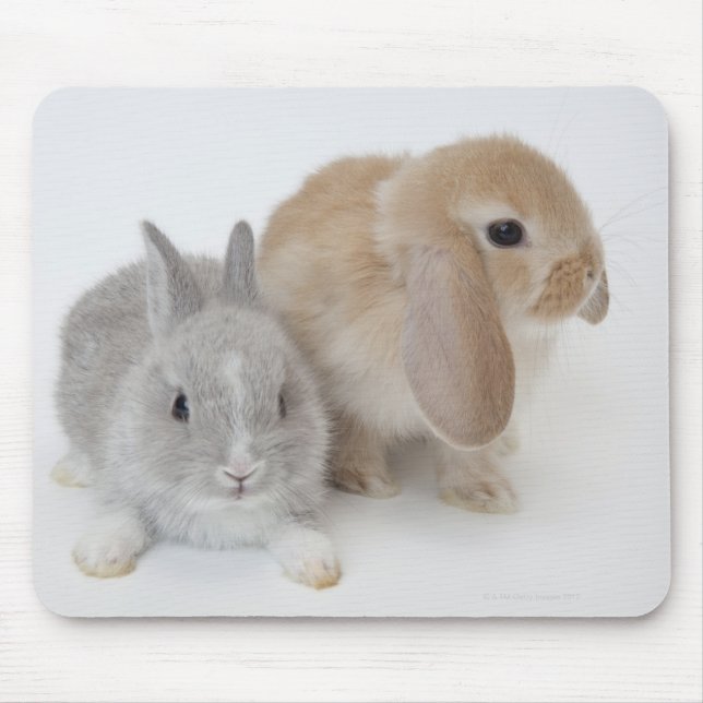 Två kaniner.Nederland Dwarf och Holland Lop. Musmatta (Framsidan)