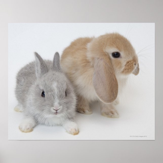 Två kaniner.Nederland Dwarf och Holland Lop. Poster (Framsidan)