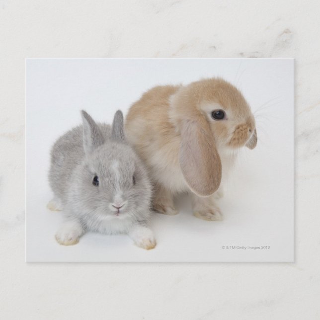Två kaniner.Nederland Dwarf och Holland Lop. Vykort (Framsida)