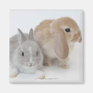 Två kaniner. Netherland dvärg och Holland Lop. Magnet