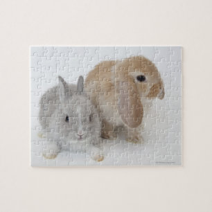 Två kaniner. Netherland dvärg och Holland Lop. Pussel
