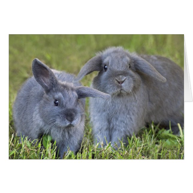 Två kaninkort hälsningskort (Framsidan Horizontal)