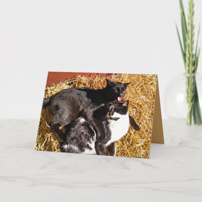 Två katter i hälsningskortet Kärlek Kort (Framsida)