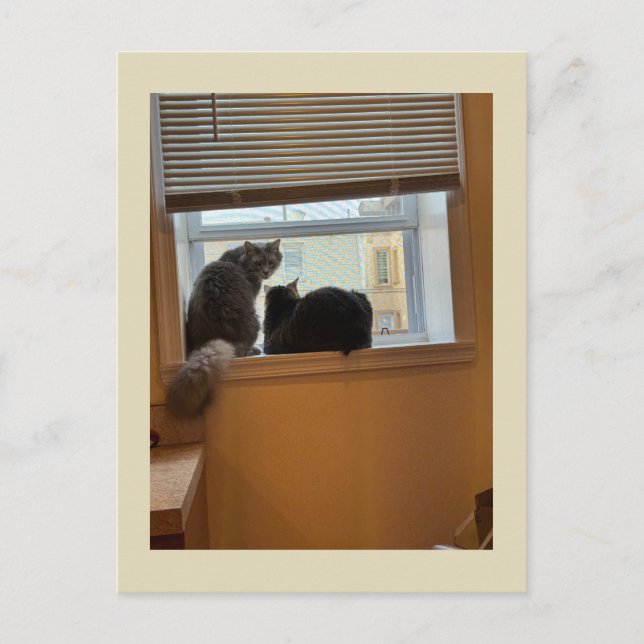 Två katter på fönster vykort (Framsida)