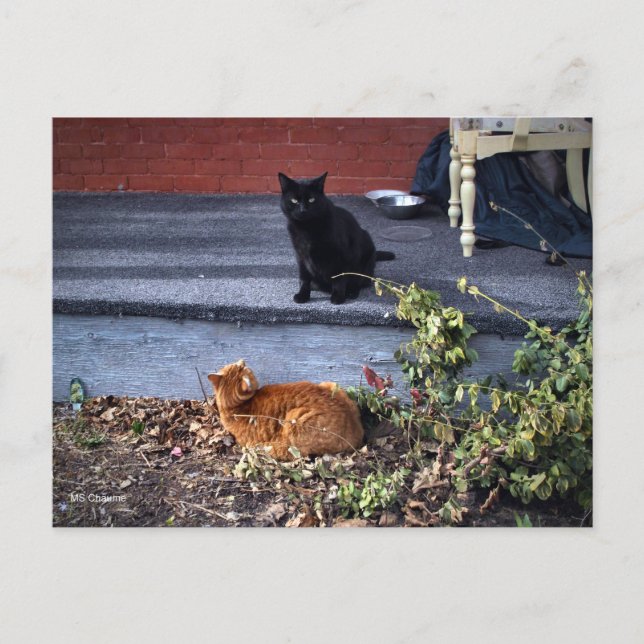 Två katter på gården vykort (Framsida)