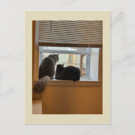Två katter på vykort för fönster