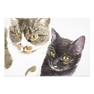 Två katter - tabb och tortie fototryck