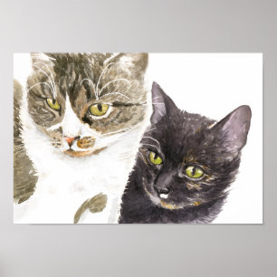Två katter - tabb och tortie poster