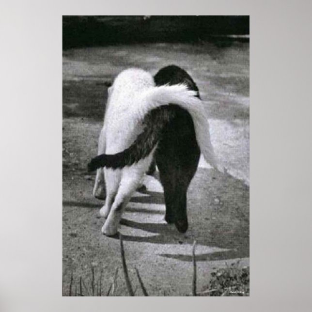 TVÅ KATTER - VÄNNER - BÄSTA POSTER OCH KANVASTRYCK (Framsidan)