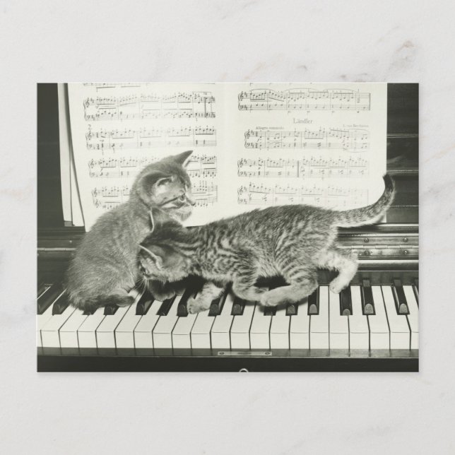 Två kattlekar på piano tangentbord, (B&W) Vykort (Framsida)