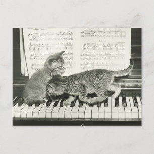 Två kattlekar på piano tangentbord, (B&W) Vykort