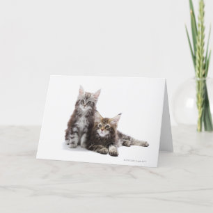 Två kattungar av Maine coon cat Kort