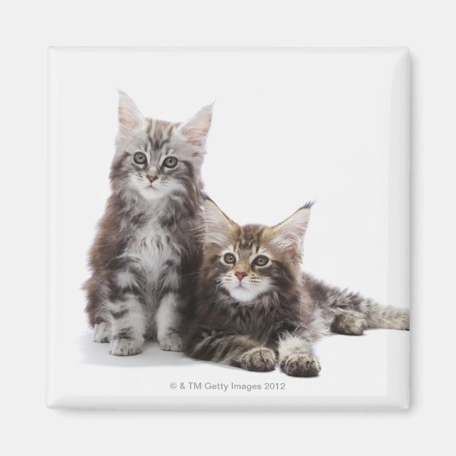 Två kattungar av Maine coon cat Magnet (Framsidan)