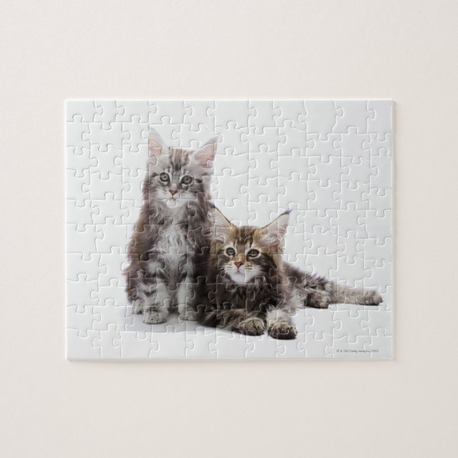 Två kattungar av Maine coon cat Pussel (Horisontell)